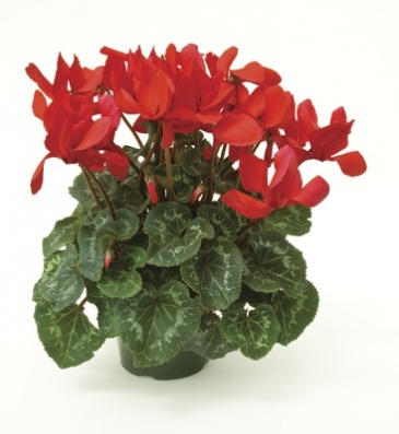 Цикламен персидский (Cyclamen persicum)