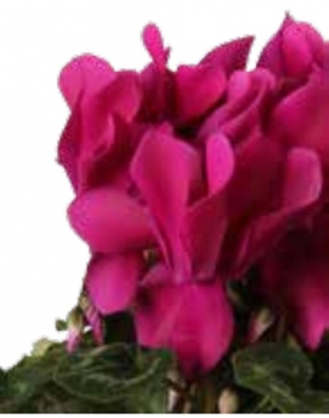 Цикламен персидский (Cyclamen persicum)
