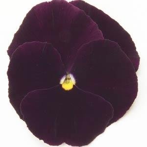 Виола виттрока (Viola wittrockiana) Виола виттрока (Viola wittrockiana)