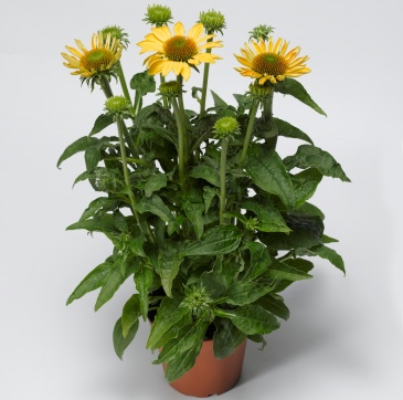 Эхинацея пурпурная (Echinacea purpurea)