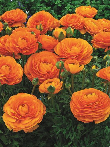 Лютик азиатский (Ranunculus asiaticus)