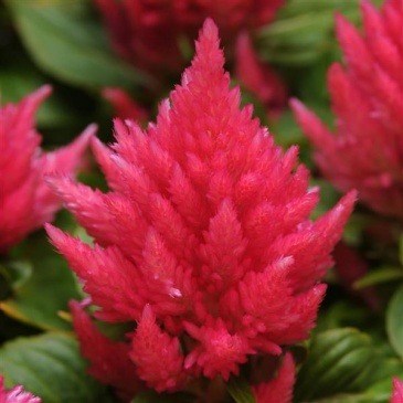 Целозия метельчатая (Celosia plumosa)