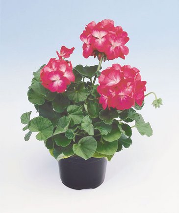 Герань (пеларгония садовая) (Pelargonium x hortorum)
