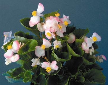 Бегония вечноцветущая (зеленая листва) (Begonia semperflorens)