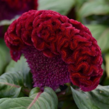 Целозия гребенчатая (Celosia cristata)