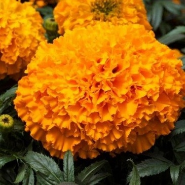 Бархатцы прямостоячие (Tagetes erecta) Бархатцы прямостоячие (Tagetes erecta)