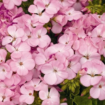 Герань (пеларгония садовая) (Pelargonium x hortorum)