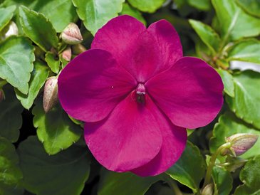 Бальзамин Уоллера (Impatiens walleriana)