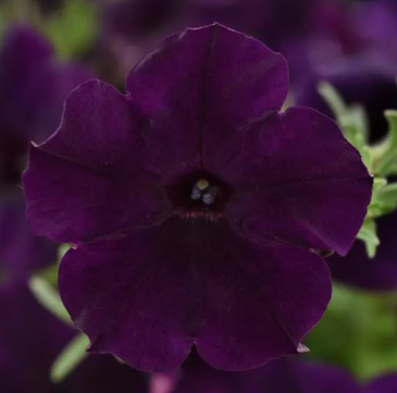 Петуния ампельная гибридная (Petunia х hybrida)