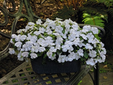 Бальзамин Уоллера (Impatiens walleriana)