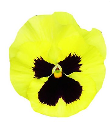Виола Виттрока (Viola wittrockiana)