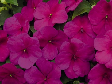 Бальзамин Уоллера (Impatiens walleriana) Бальзамин Уоллера (Impatiens walleriana)