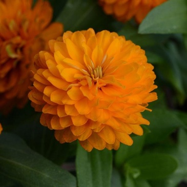 Цинния мариландская (Zinnia marylandica) Цинния мариландская (Zinnia marylandica)
