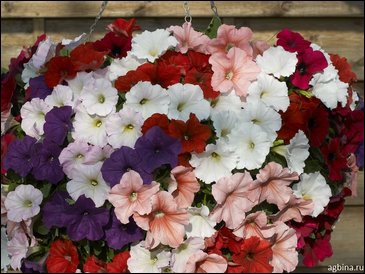 Петуния ампельная гибридная (Petunia x hybrida)