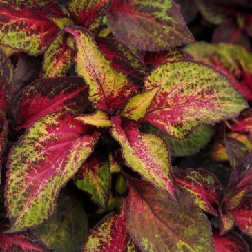 Колеус гибридный (Coleus х hybrida) Колеус гибридный (Coleus х hybrida)