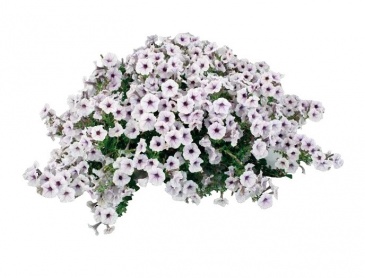 Петуния ампельная гибридная (Petunia x hybrida)