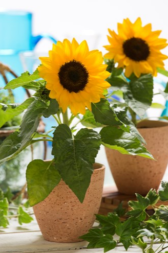 Подсолнечник летний (Helianthus annuus)