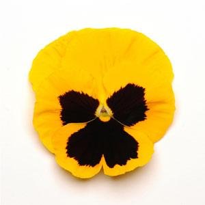 Виола виттрока (Viola wittrockiana) Виола виттрока (Viola wittrockiana)