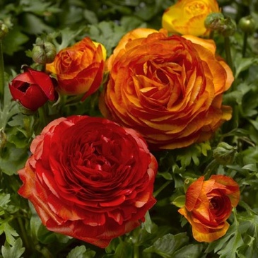 Лютик азиатский (Ranunculus asiaticus)