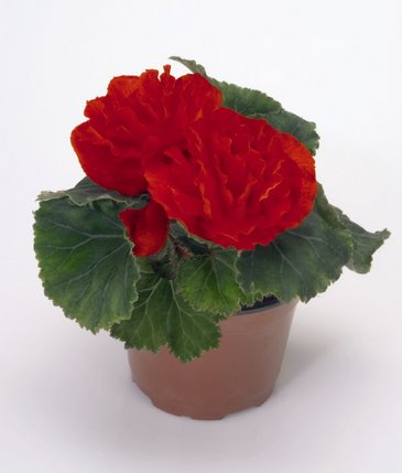 Бегония клубневая махровая (Begonia tuberhybrida)