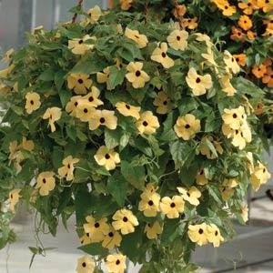 Тунбергия крылатая (Thunbergia alata)
