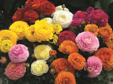 Лютик азиатский (Ranunculus asiaticus)