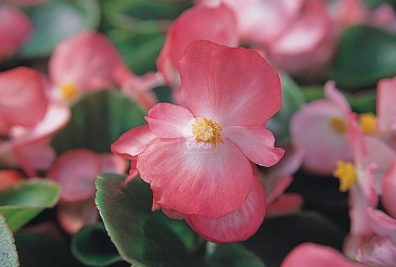 Бегония вечноцветущая (зеленая листва) (Begonia semperflorens)