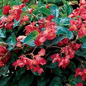 Бегония гибридная ампельная (зеленая листва) (Begonia hybrida) Бегония гибридная ампельная (зеленая листва) (Begonia hybrida)