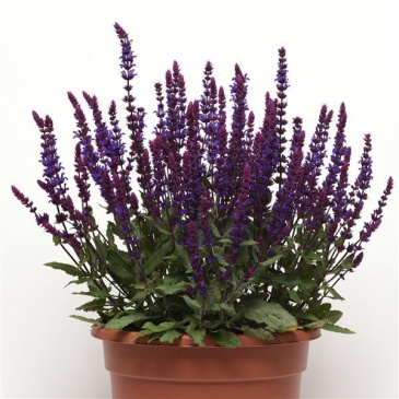 Шалфей дубравный (лесной) (Salvia nemorosa) Шалфей дубравный (лесной) (Salvia nemorosa)