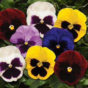 Виола виттрока (Viola wittrockiana) Виола виттрока (Viola wittrockiana)
