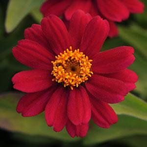 Цинния мариландская (Zinnia marylandica) Цинния мариландская (Zinnia marylandica)