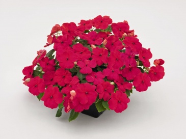 Бальзамин Уоллера (Impatiens walleriana) Бальзамин Уоллера (Impatiens walleriana)