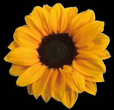 Подсолнечник летний (Helianthus annuus)