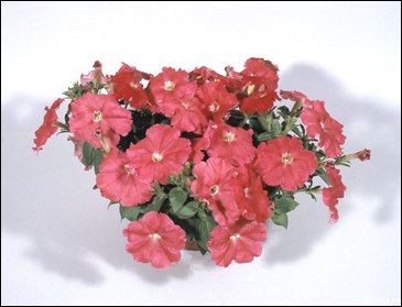 Петуния ампельная гибридная (Petunia x hybrida)