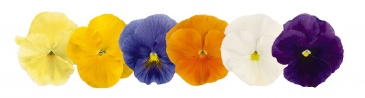 Виола виттрока (Viola wittrockiana) Виола виттрока (Viola wittrockiana)