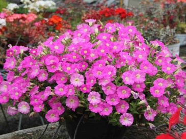 Петуния ампельная гибридная (Petunia x hybrida)