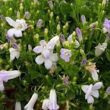 Колокольчик Портеншлага (Campanula portenschlagiana)