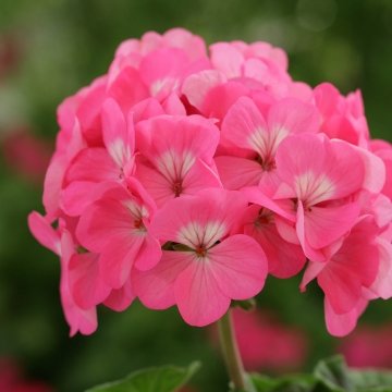 Герань (пеларгония садовая) (Pelargonium x hortorum)
