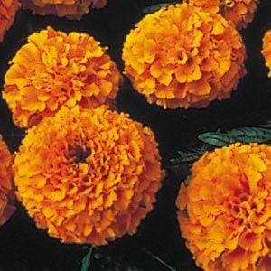 Бархатцы прямостоячие (Tagetes erecta) Бархатцы прямостоячие (Tagetes erecta)