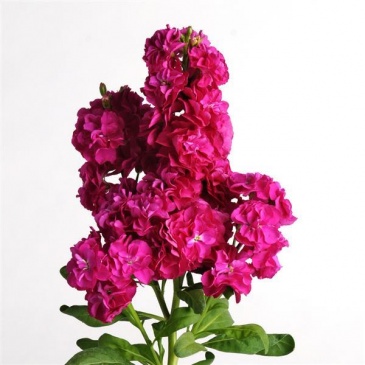 Левкой седой (Matthiola incana)
