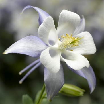 Аквилегия голубая (Aquilegia caerulea)