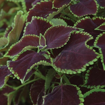 Колеус гибридный (Coleus х hybrida) Колеус гибридный (Coleus х hybrida)