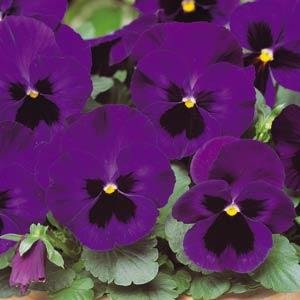 Виола виттрока (Viola wittrockiana)