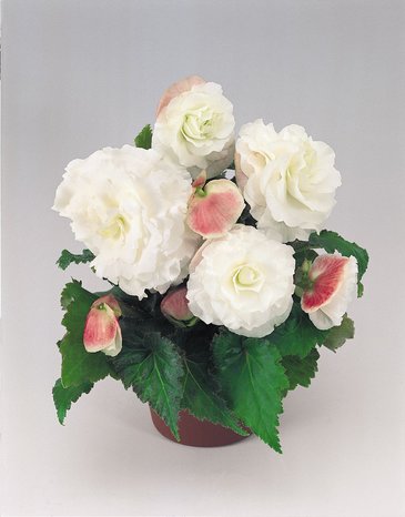Бегония клубневая махровая (Begonia tuberhybrida)