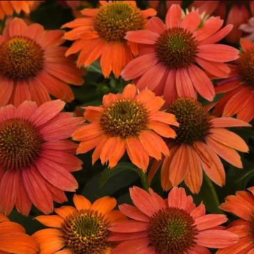 Эхинацея гибридная (Echinacea purpurea) Эхинацея гибридная (Echinacea purpurea)
