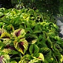Колеус гибридный (Coleus х hybrida) Колеус гибридный (Coleus х hybrida)