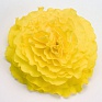 Бегония клубневая махровая (Begonia tuberhybrida)