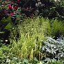 Бор развесистый (Milium effusum aureum)