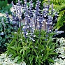 Шалфей мучнистый (Salvia farinacea)