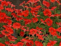 Петуния мелкоцветковая (Fantasy F1)